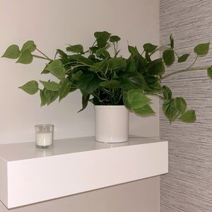 gorgeous viney fake plant that will immediately make any room prettier🪴🫶